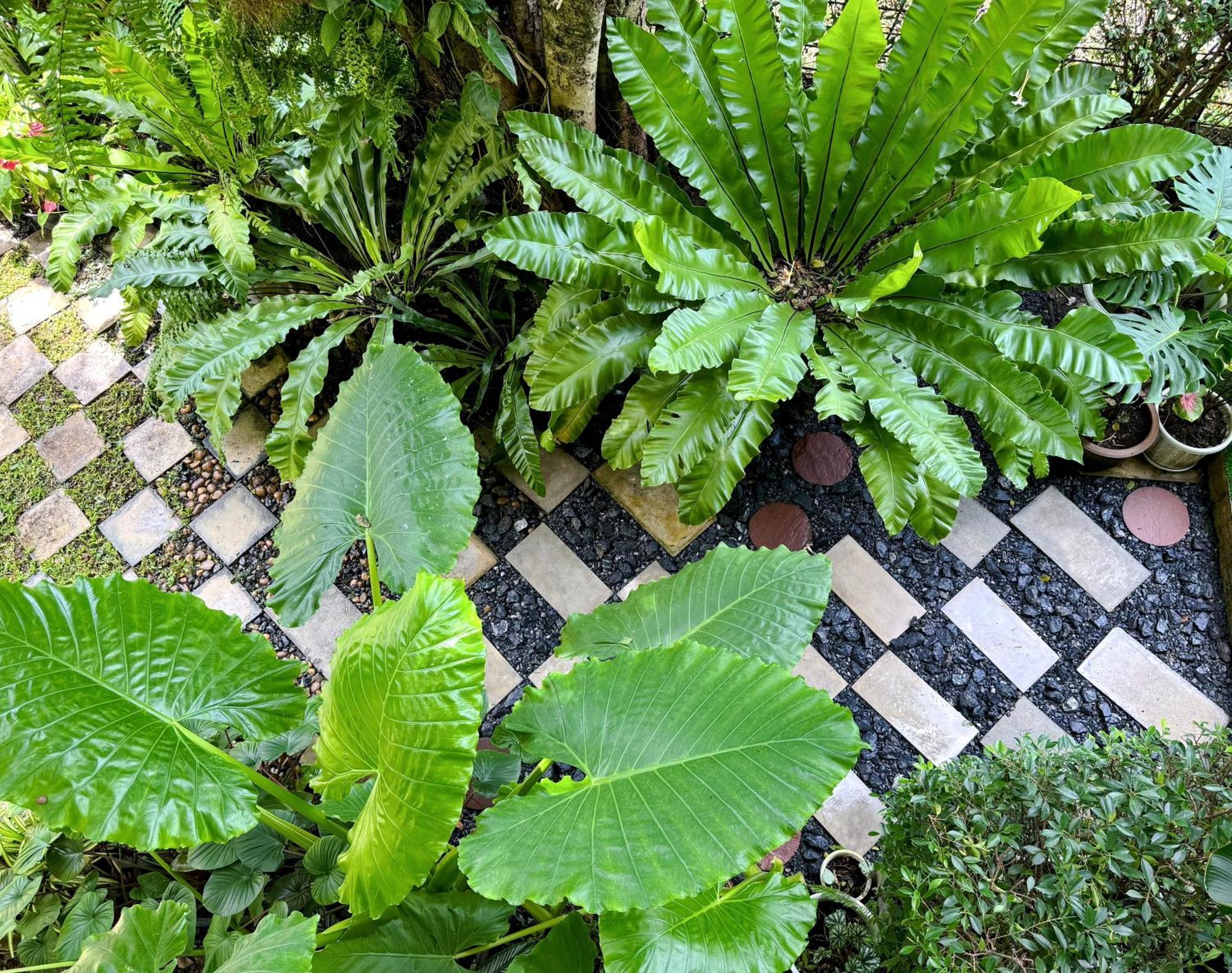 Ideo Phuket Hotel - Sha Extra Plus Nai Yang-stranden Eksteriør billede